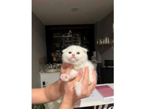 Böyle Scottish Fold Güzeli Daha Önce Görülmedi