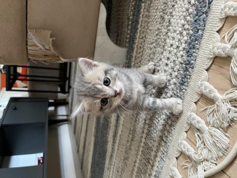 Golden British Shorthair Yavrular
