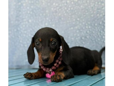 Safkan Dachshund Yavrularımız