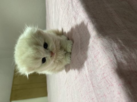 Sahiplerini Bekleyen Scottish Fold Yavrular