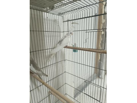 Zincir Desen Heavy Sultan Papağanı