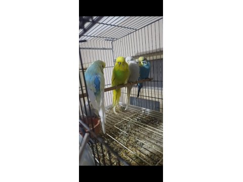 Eşe Hazır Show Jumbo Muhabbet Kuşu