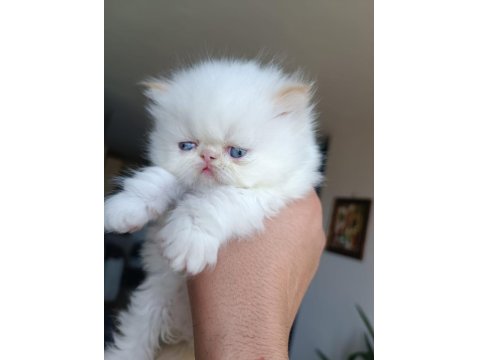 Safkan Şecereli İran Kedisi Bebekler