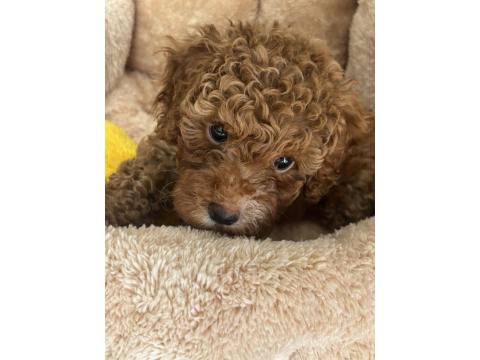 2 Aylık Sevimli Toy Poodle