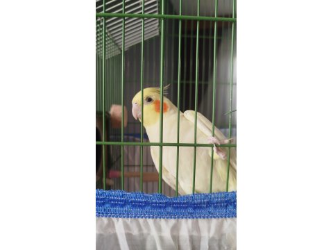 Sultan Papağanımı Takas Yapmak İstiyorum