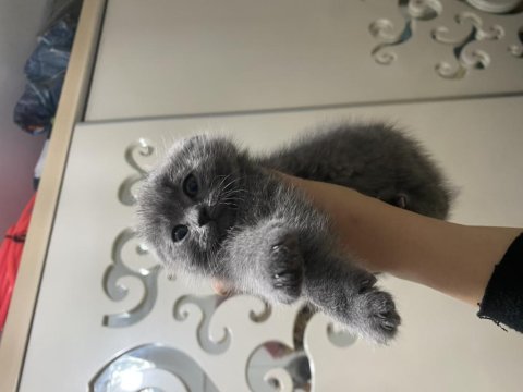 Scottish Fold 15.02.2025 Doğumlu