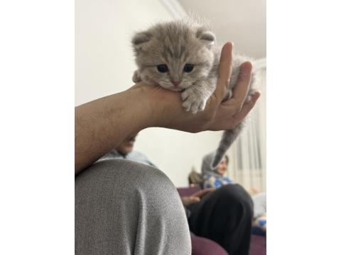 20 Günlük Kedilerimiz Anne Scottish Baba British