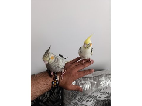 Ele Alışkın Isırma Bilmezler Evcil Çok Güzel Çift Sultan Papağanı