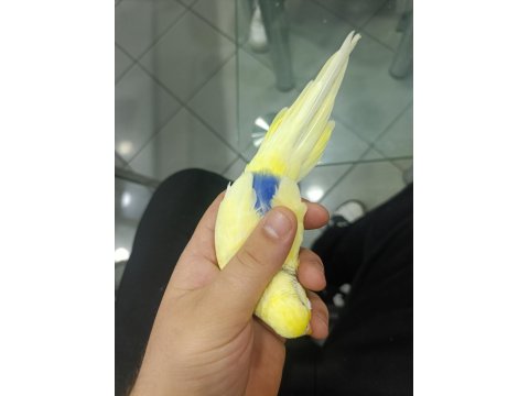 Fenerbahçelilere Özel Muhabbet Kuşu