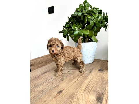 Aileden Red Toy Poodle Dişi Çok Uyguna Aşılı