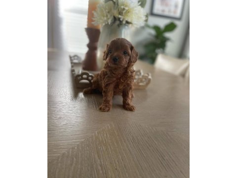 0 Boy Aileden Maltipoo Yavruları