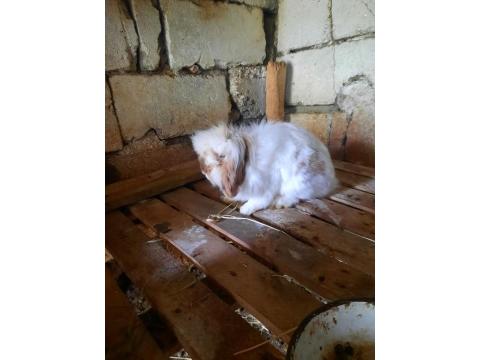 Yeni Doğum Hollanda Lop Tavşanı