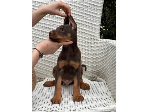 Safkan Doberman Irk Garantili Yavrular