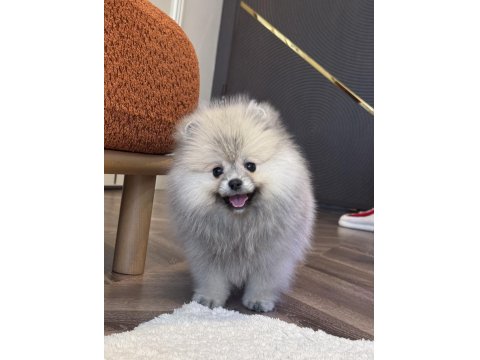 Dişi Ayı Surat Gülen Yüz Pomeranian