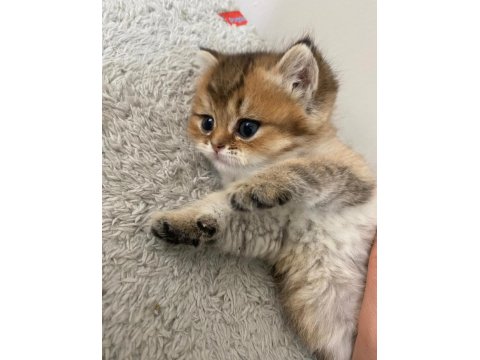 Yavru Golden British Shorthair