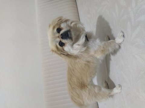 Lili 1 Yaşında Pekinez