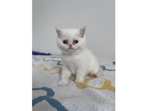 Scottish Straight Yavrularım