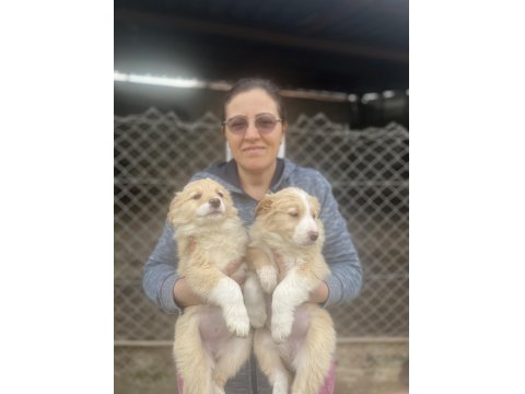 Safkan Border Collie Irk Garantili Yavru Köpekler