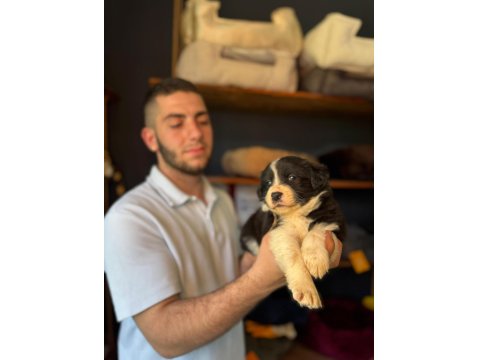 Akıllı Ve Sevecen Border Collie Yavrular İlanda