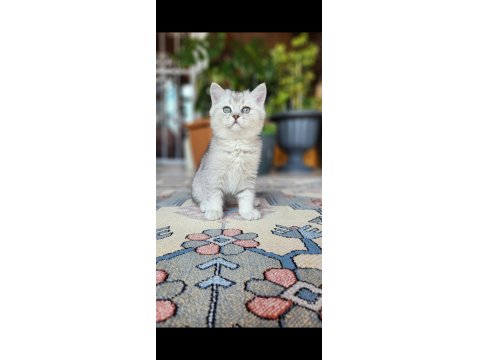 Acil Safkan British Shorthair Oğlumuz