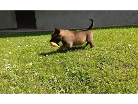 Belçika Malinois Yavrusu
