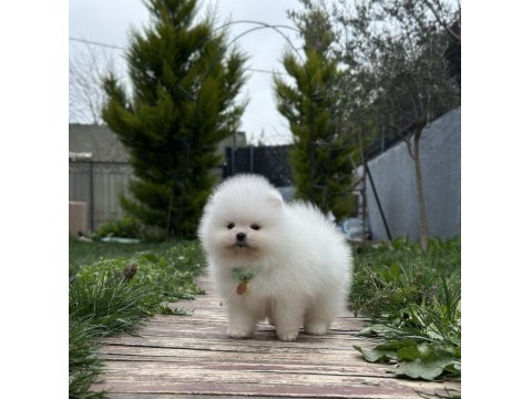 Muhteşem Pomeranian Yavrularımız