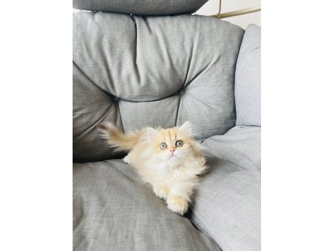 British Longhair Golden Ny11