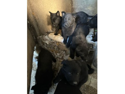 Solid Black Alman Kurdu Sahibinden