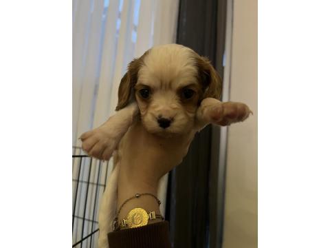 Safkan Cavalier King Charles Yavruları