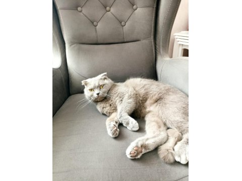 16 Aylık Dişi Scottish Fold Ücretsiz
