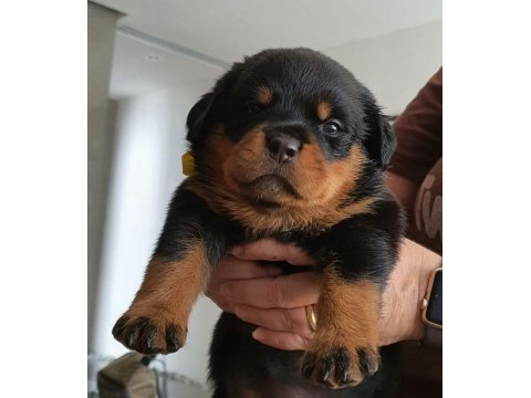 Sağlık Ve Irk Garantili Rottweiler Köpekleri