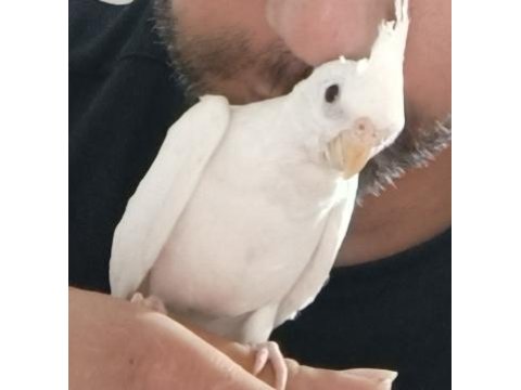 Ele Alışık Konuşturmalık Yada Damızlık Sultan Yavrusu