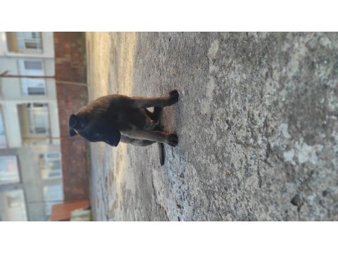 Koyu Renk Malinois Köpekler