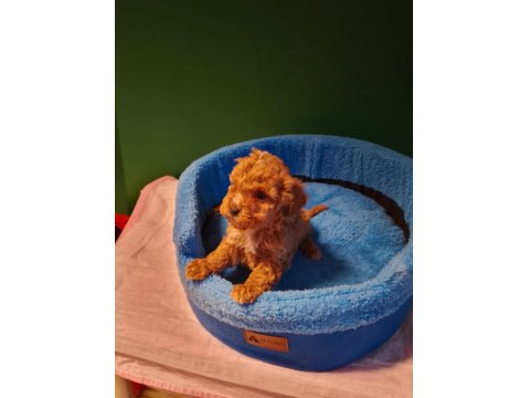 Mükemmel Maltipoo Yavrularımız