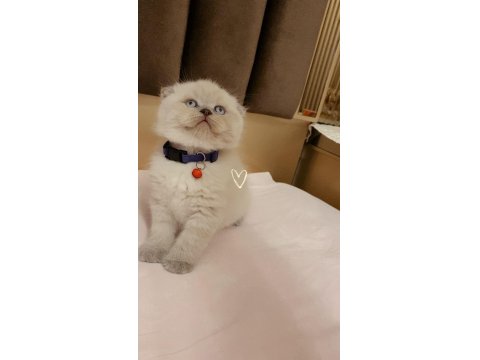 Leo Sahibini Arıyor Scottish Fold