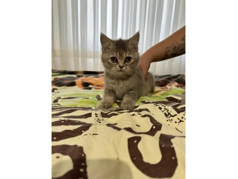 Minik Gri Bulut- 3 Aylık Dişi British Shorthair