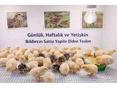 Bıldırcın Yumurta Civciv Ve Anaç