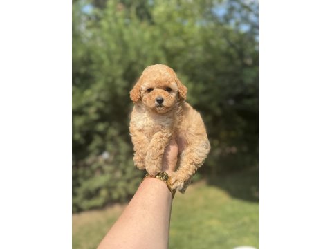 Bebek Suratlı Toy Poodle Bebekler
