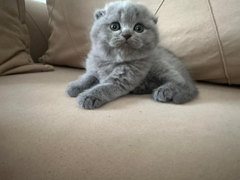 British Ve Scottish Yavru Kedilerimiz