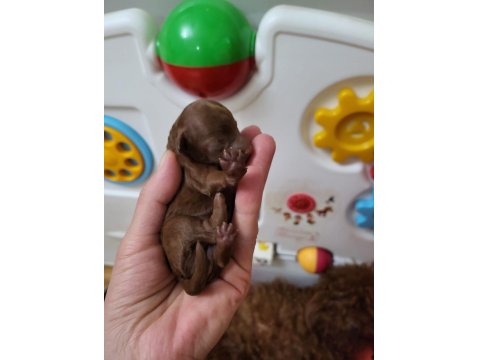 Orijinal Kore Tea Cup Poodle Yavrular