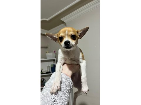 Chihuahua Erkek 5 Aylık