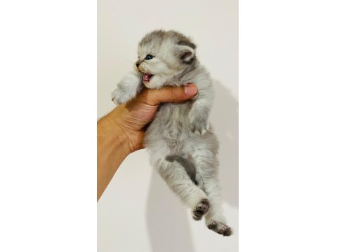 British Longhair Prenses Kedim