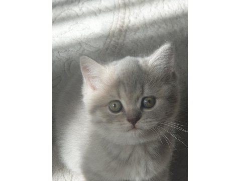 Bulunmaz Güzellikte Yavru Kedilerimiz Bakmaya Değer