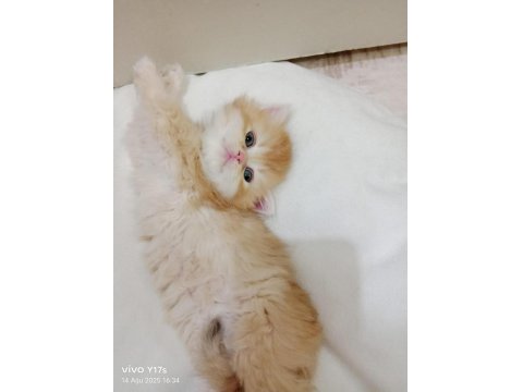 British Longhair Golden Bu 12