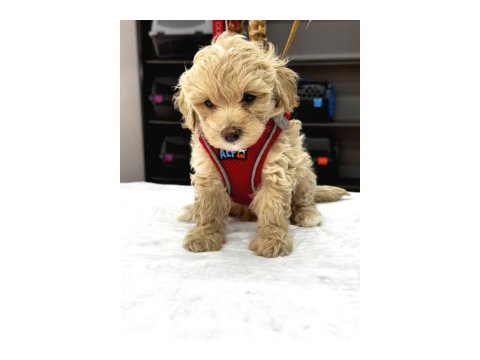 Muhteşem Poodle Bebekler