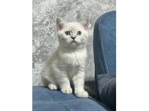 2 Aylık British Shorthair Bebekler
