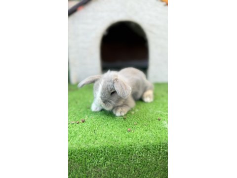 Hollanda Teddy Lop Tavşanı Yavrular