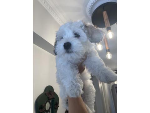 3 Aylık Dişi Maltipoo Yavrumuz Yeni Yuvasını Arıyor