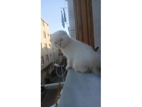 Scottish Fold Kedisi