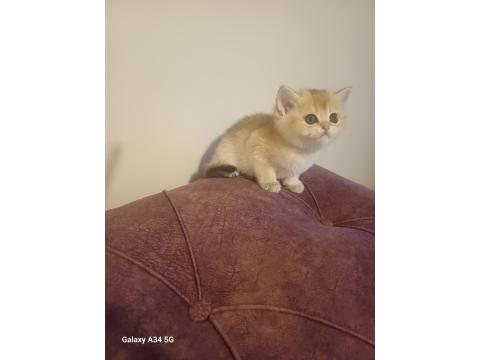 British Shorthair Golden Yavru Yer Sincan
